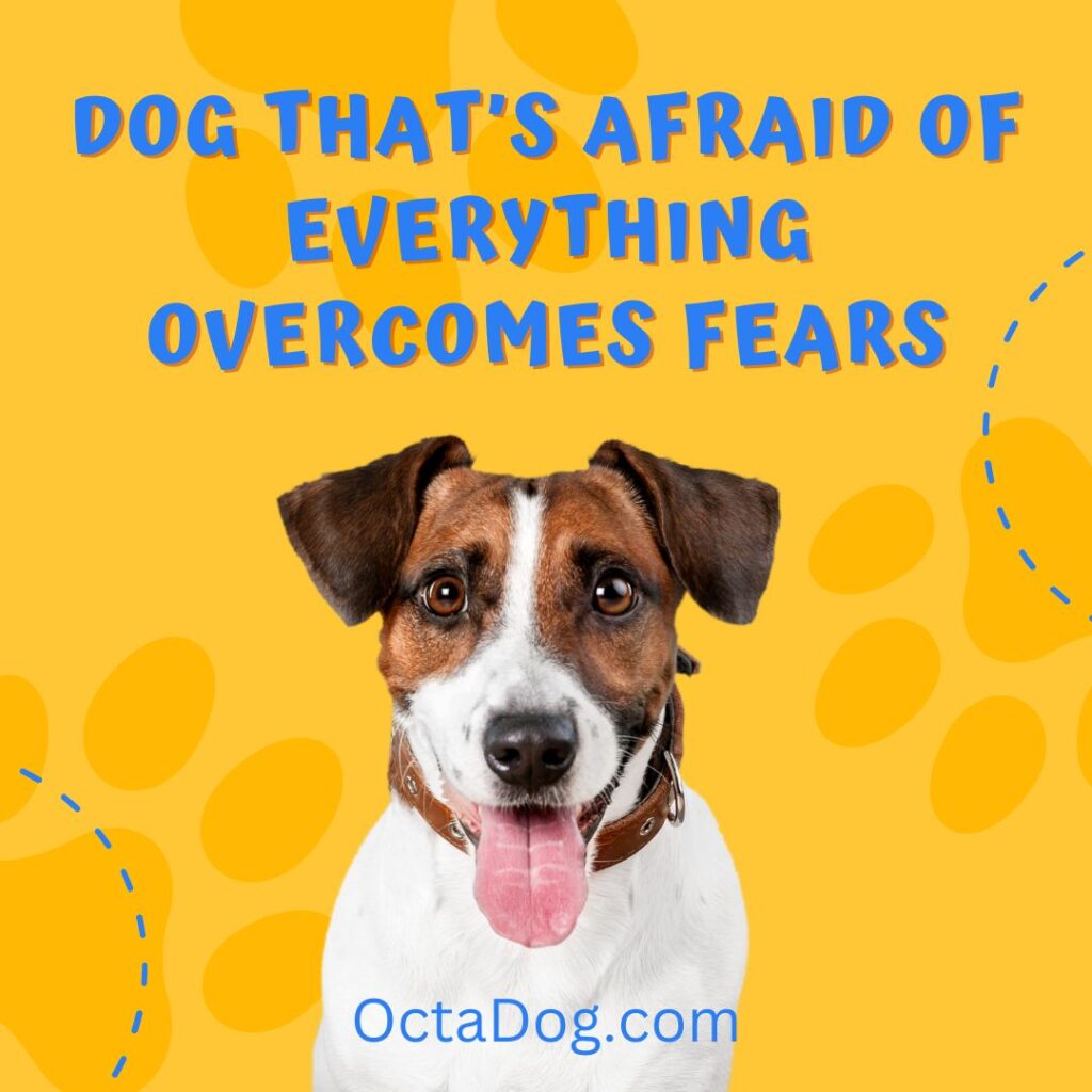Dog That’s Afraid Of Everything Overcomes Fears