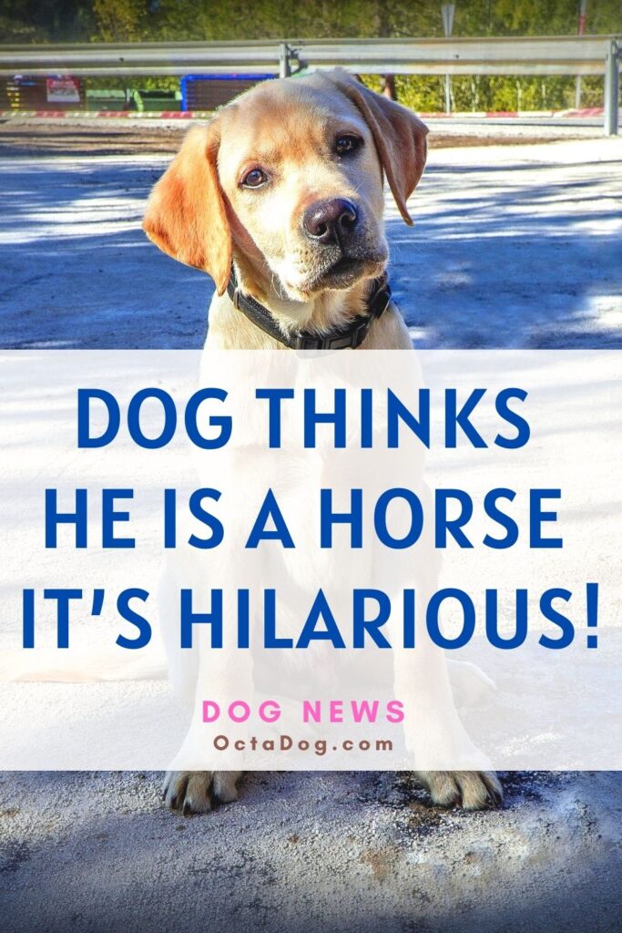 Un perro se cree un caballo ¡Es divertidísimo!