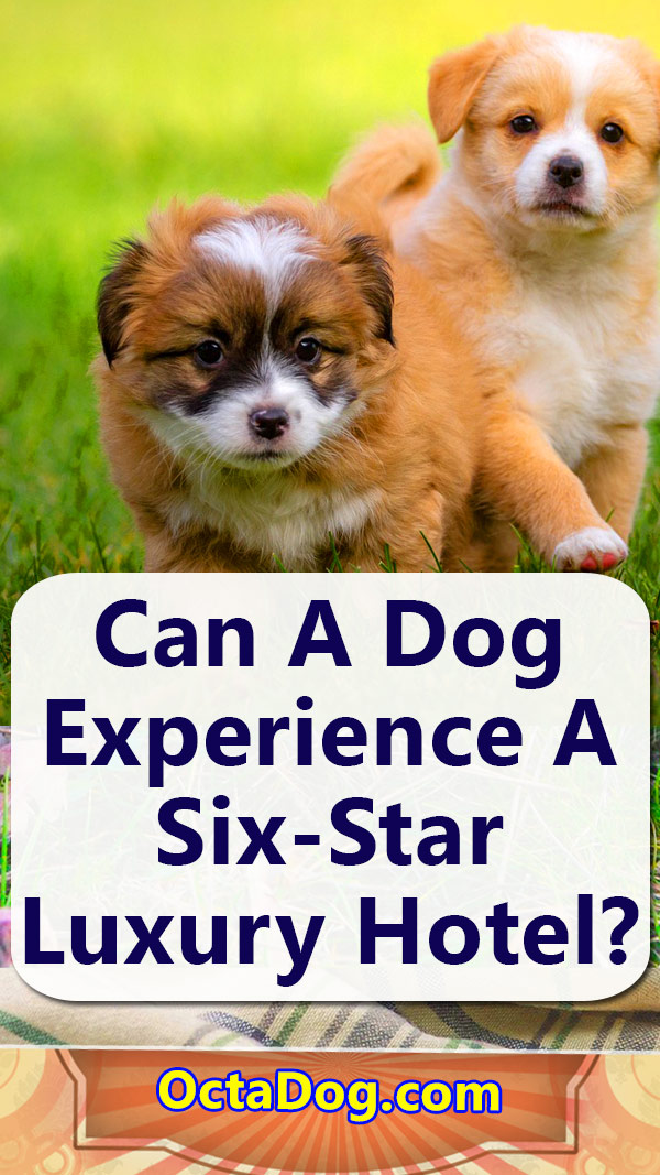 ¿Perro para experimentar un hotel de lujo de seis estrellas?