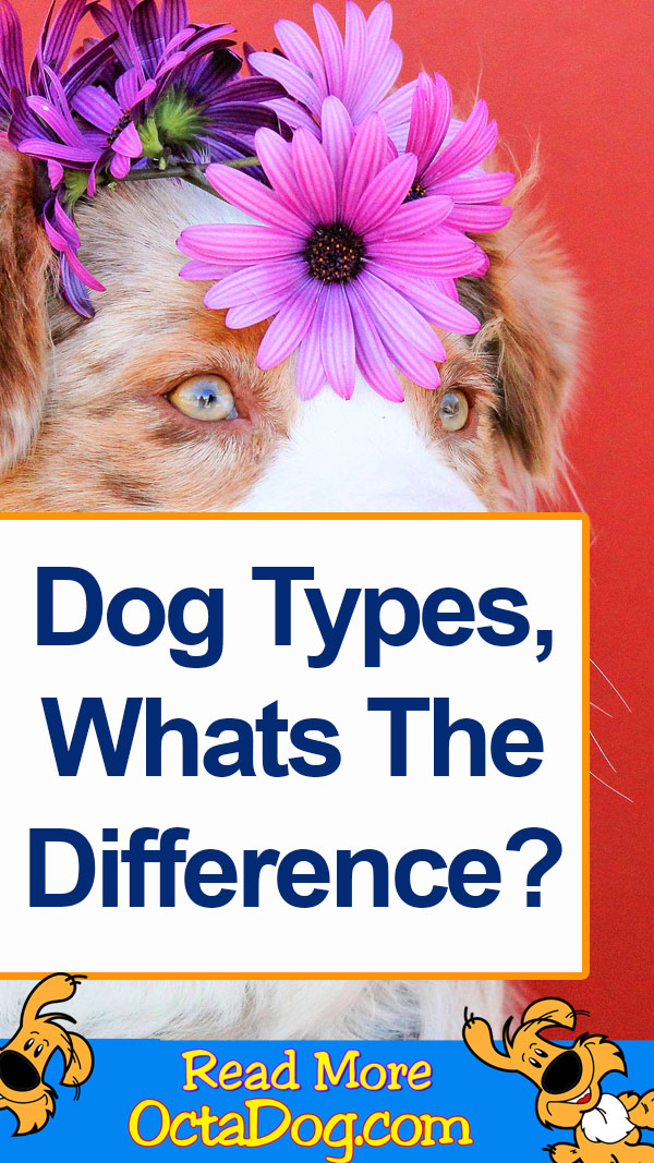 Tipos de perros, ¿cuál es la diferencia?