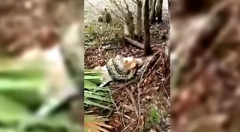 Perro contra serpiente - Una mujer atrapó a una serpiente que intentaba comerse a su perro