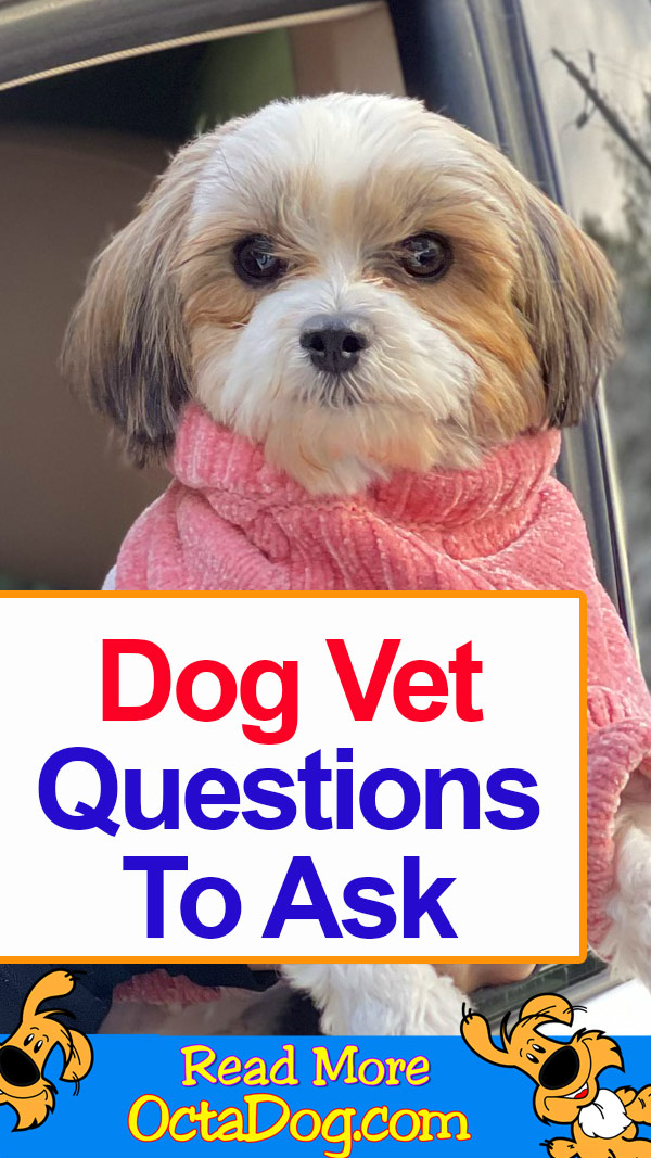 Dog Veterinary - Questions to ask