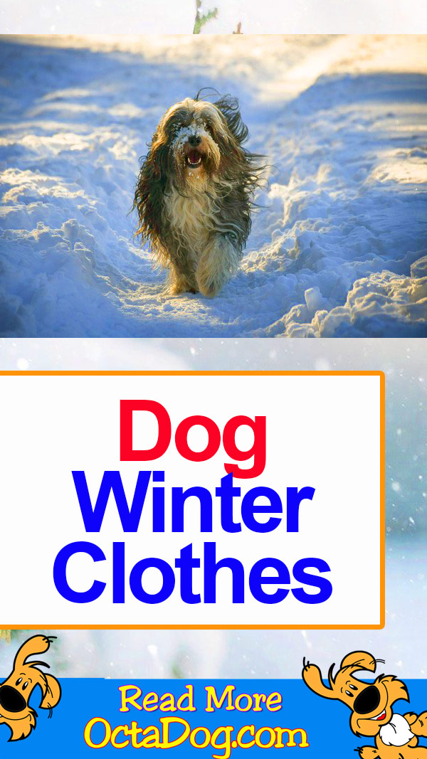 Ropa de invierno para perros