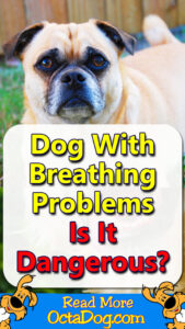 Dog With Breathing Problems