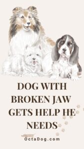 Dog With Broken Jaw Gets Help He Needs / Canva