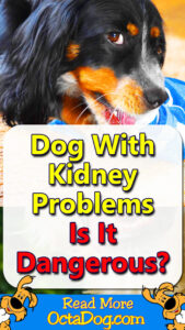 Dog With Kidney Problems