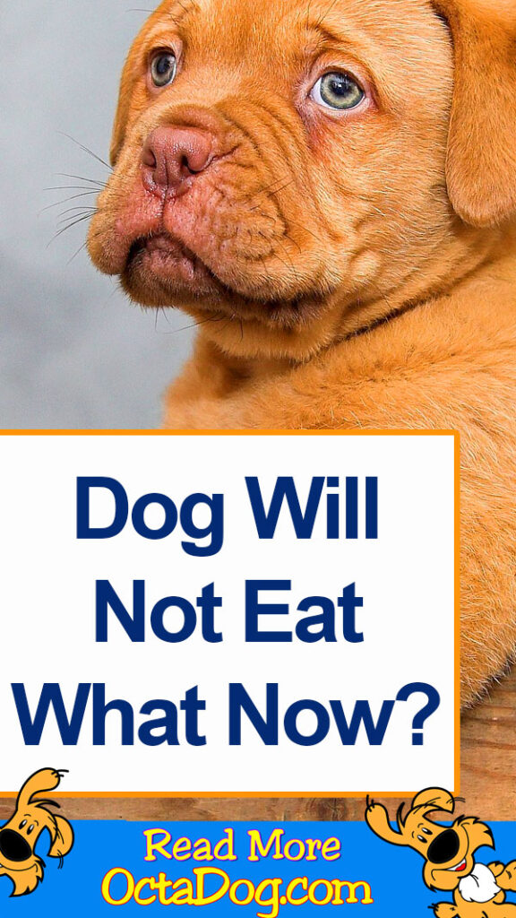 El perro no come - ¿Qué hacer?