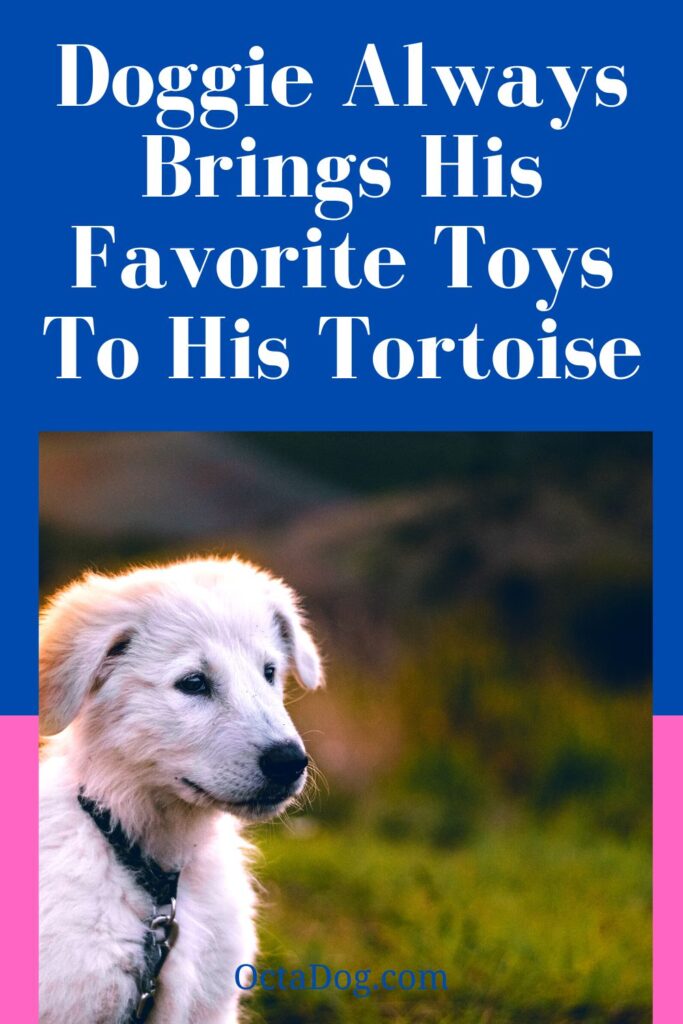 Doggie Always Brings His Favorite Toys To His BFF Tortoise / Canva