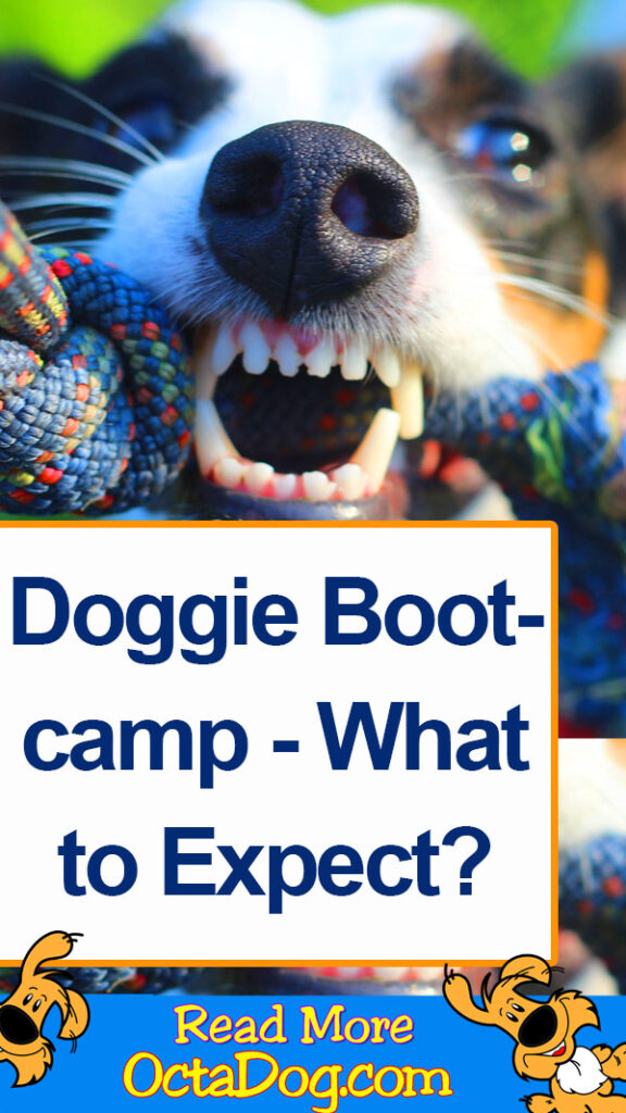 Campo de entrenamiento para perros - ¿Qué se puede esperar?