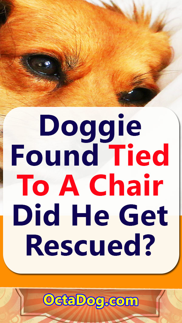 Encuentran a un perrito atado a una silla y no quiere que la gente se le acerque