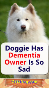 Doggie-Has-Dementia-Owner-Is-So-Sad