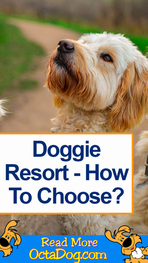 Resort para perros - ¿Cómo elegir?