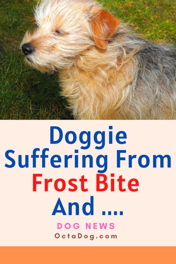 Doggie Suffering From Frost Bite Was So Scared