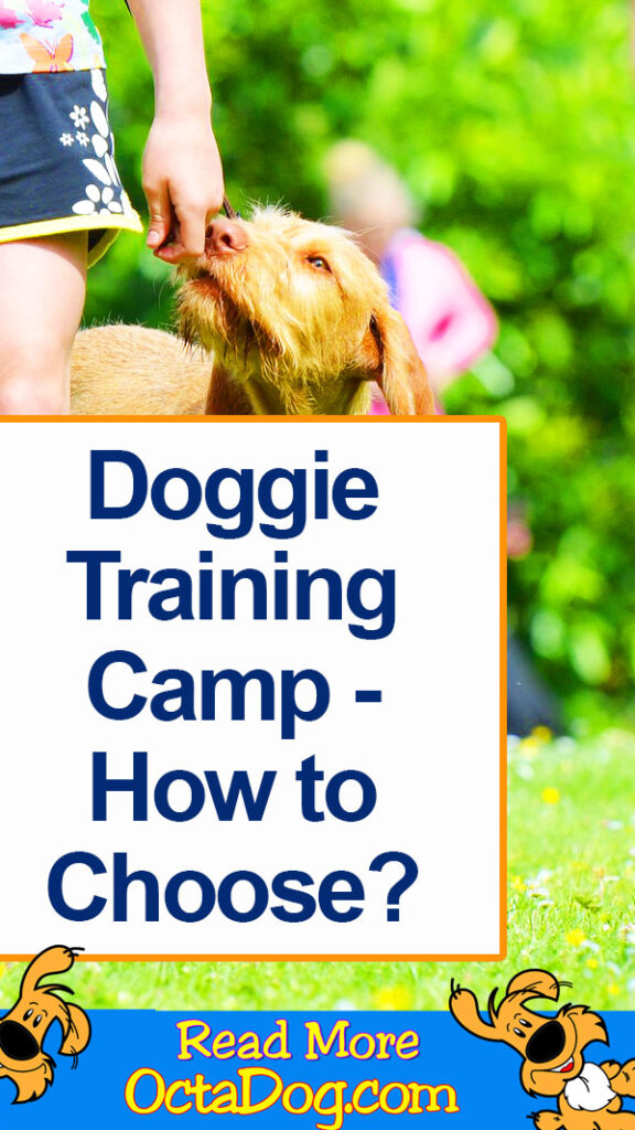 Campamento de adiestramiento para perros - ¿Cómo elegir?