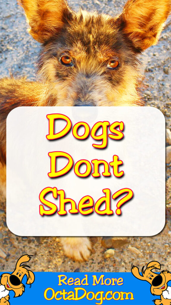 What Dogs don't Shed?