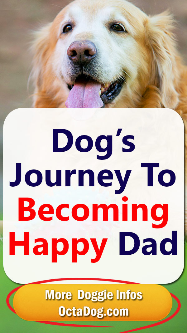 Dog’s Journey To Becoming Happy