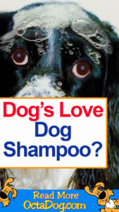 Dogs Love Dog Shampoo?