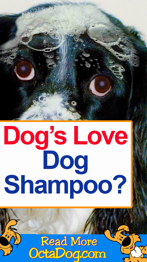 ¿Los perros aman el champú para perros?