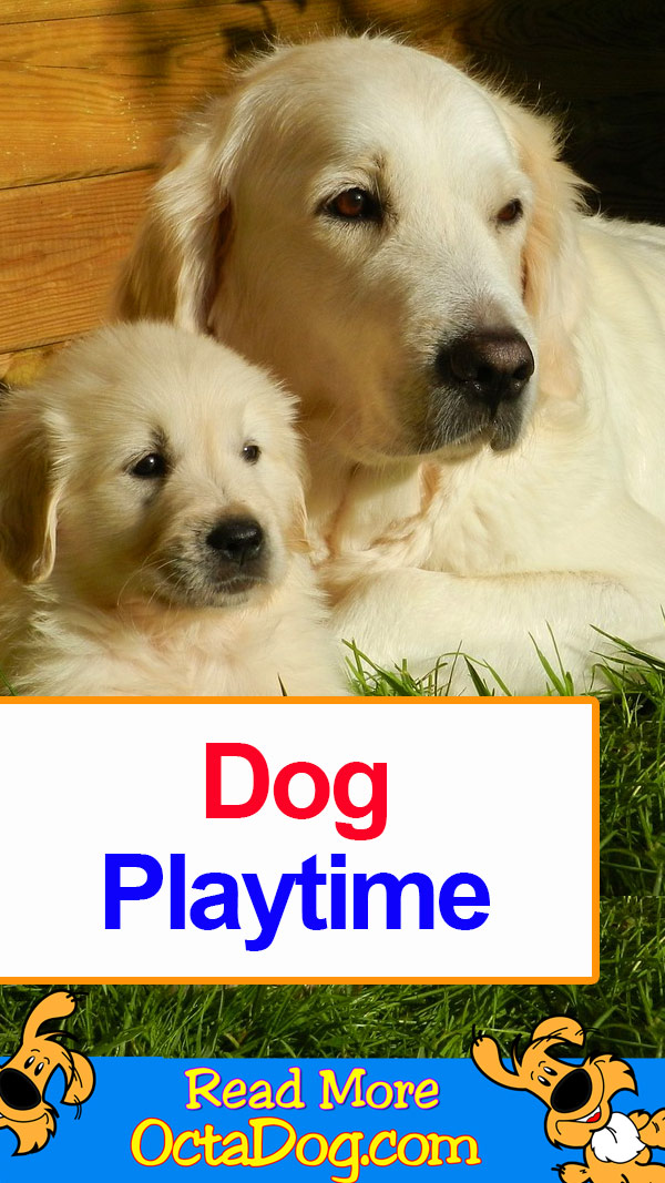 Dog Playtime