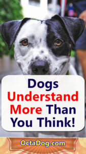 Dogs Understand More Than You Think