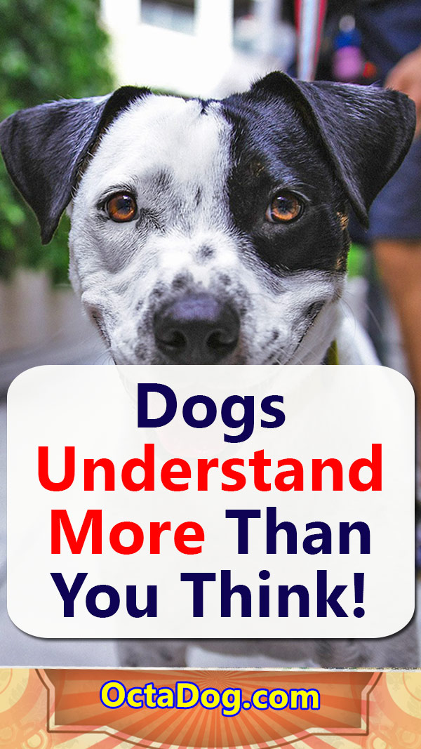 Los perros entienden más de lo que crees