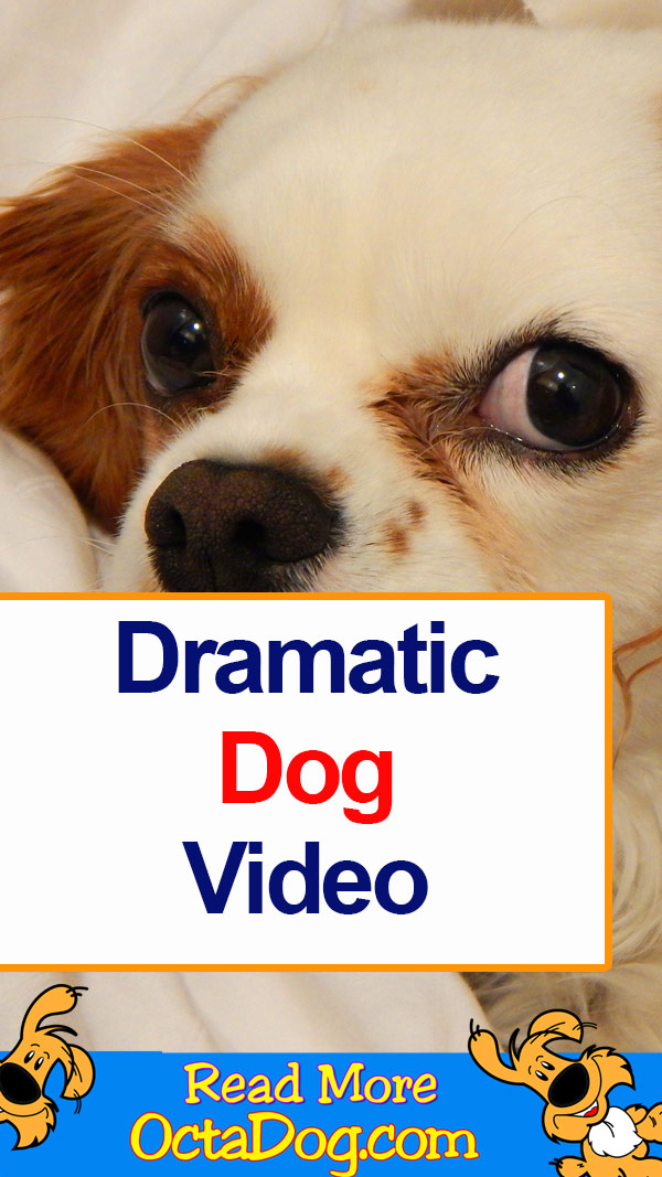 Vídeo dramático sobre perros
