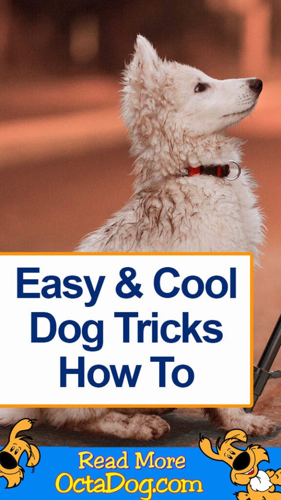 Cool Dogs Tricks - Here’s How You Can Do It! (VIDEO)