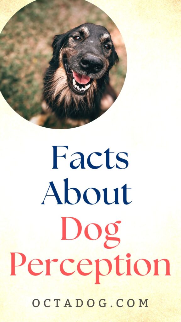 Facts About Dog Perception / Canva