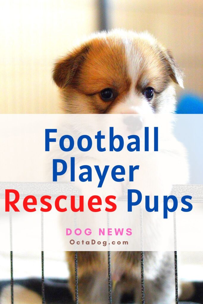 Football Player Brady Oliveira Rescues Pups