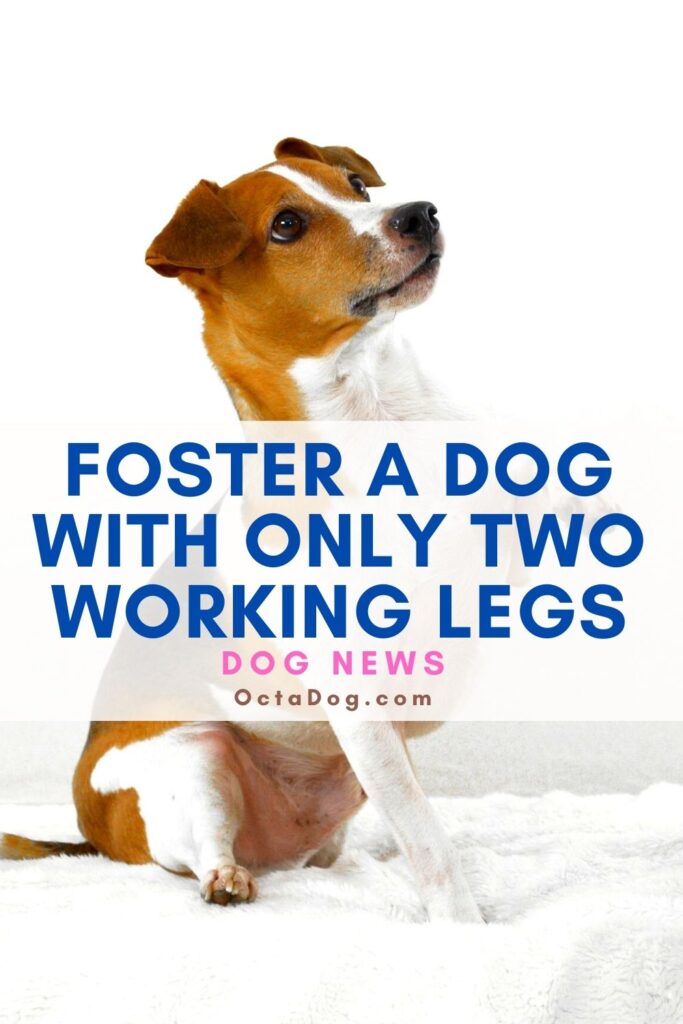 Acoger a un perro con sólo dos patas de trabajo