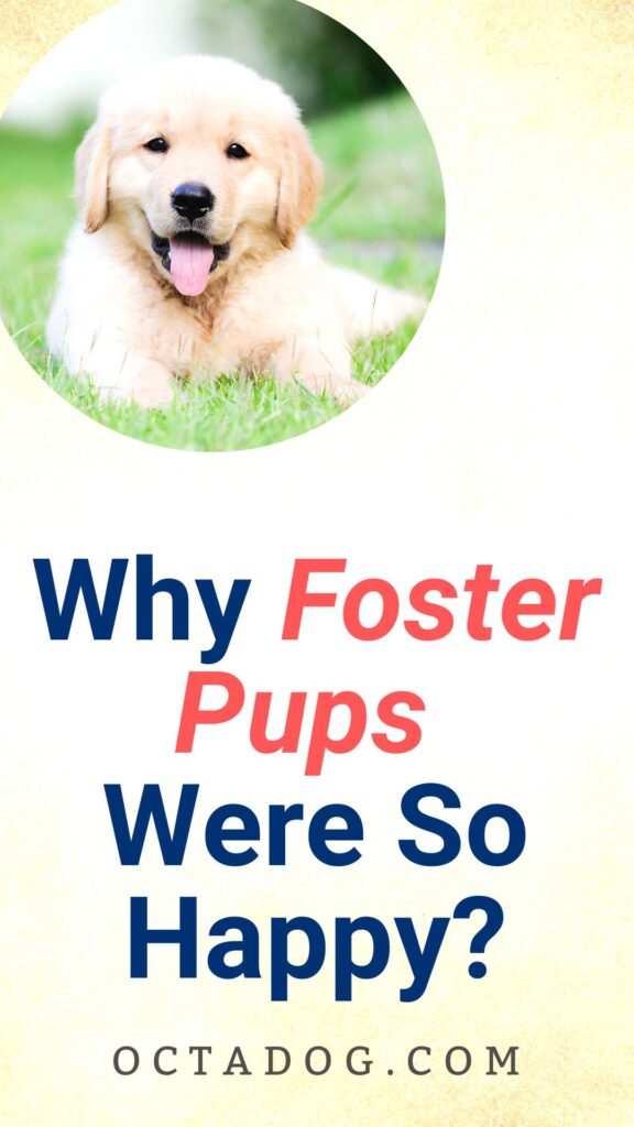 Foster Pups Were So Happy / Canva