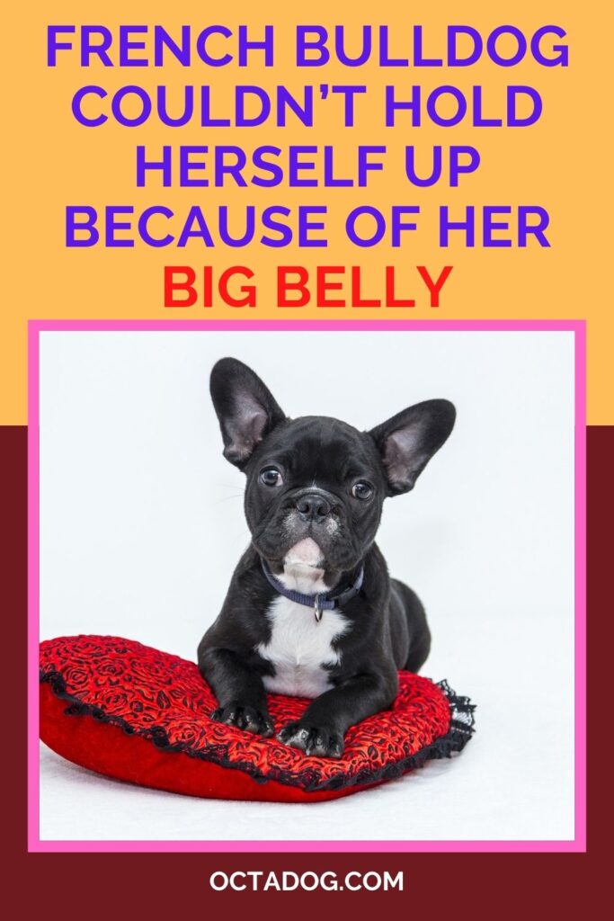 French Bulldog Couldn’t Hold Herself Up Because Of Her Big Belly