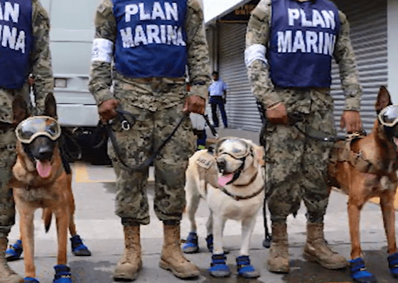Un perro ayuda a buscar a los supervivientes del terremoto de México - ¡Es un héroe especial!