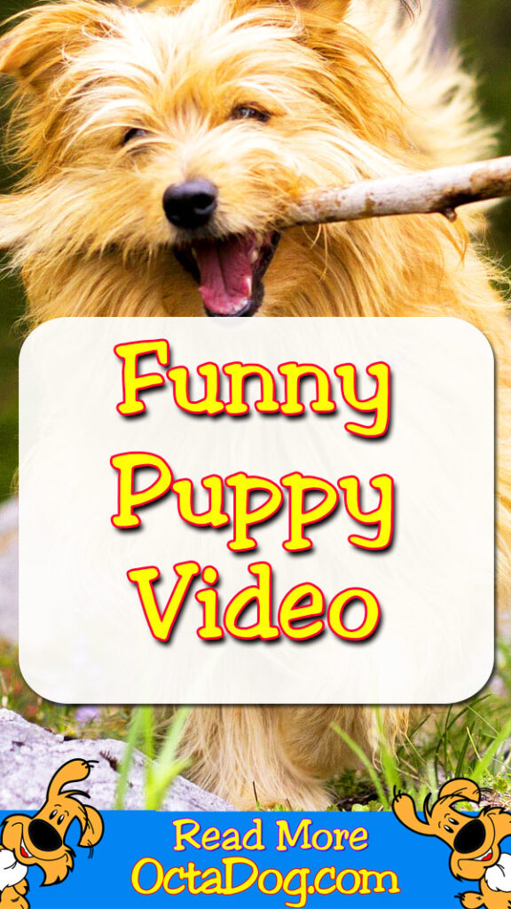 Vídeo divertido de un cachorro
