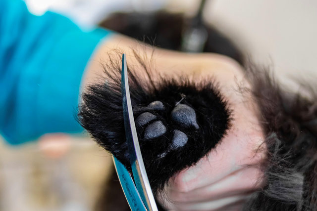 Furry Friends Grooming - Un lindo cachorro de Rottweiler recibe su primera limpieza