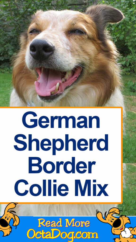 German Shepherd Border Collie Mix
