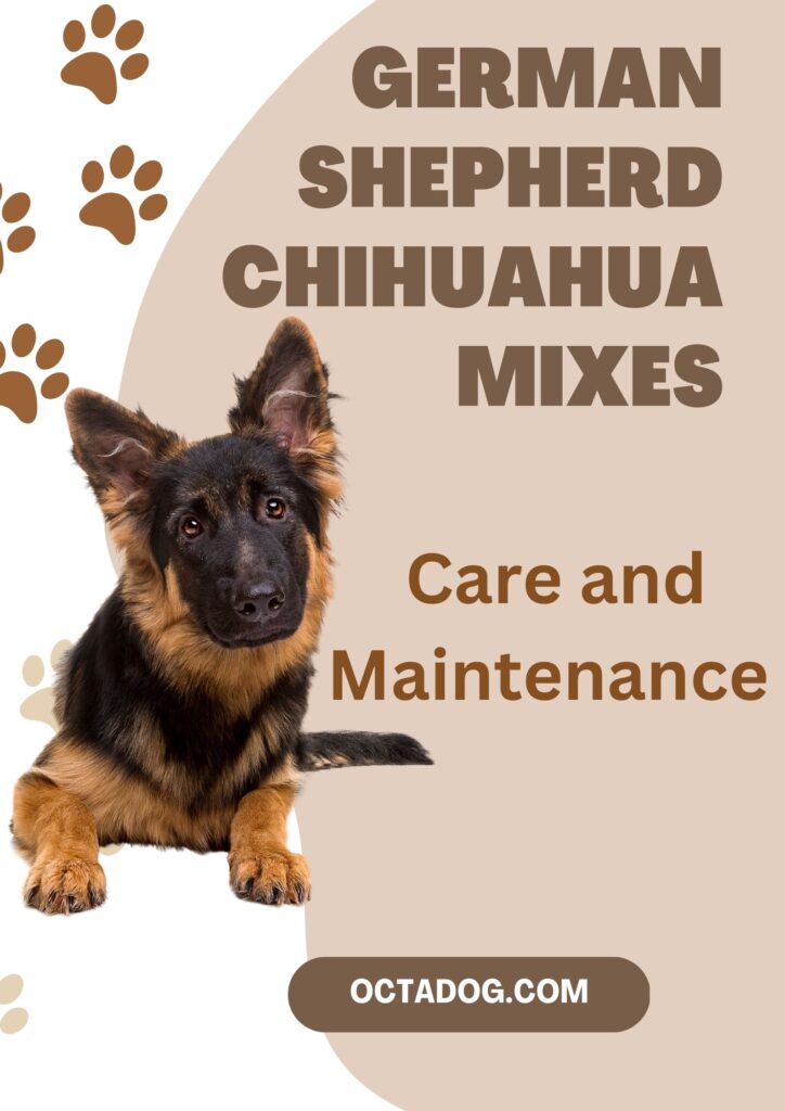 German Shepherd Chihuahua mixes / Canva