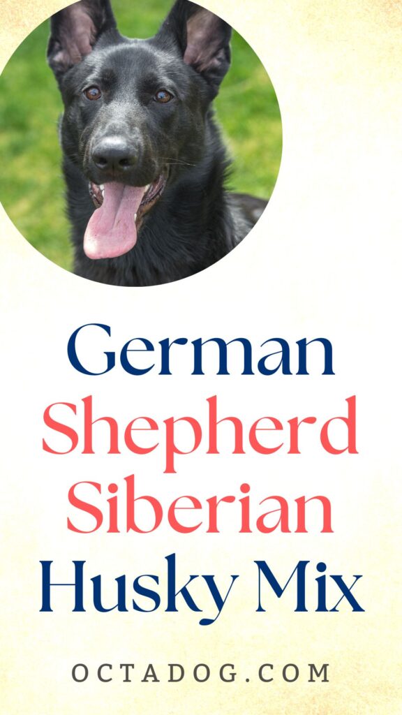 German Shepherd Siberian Husky / Canva