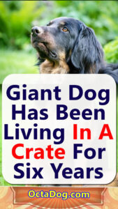 Giant Dog Has Been Living In A Crate For Six Years
