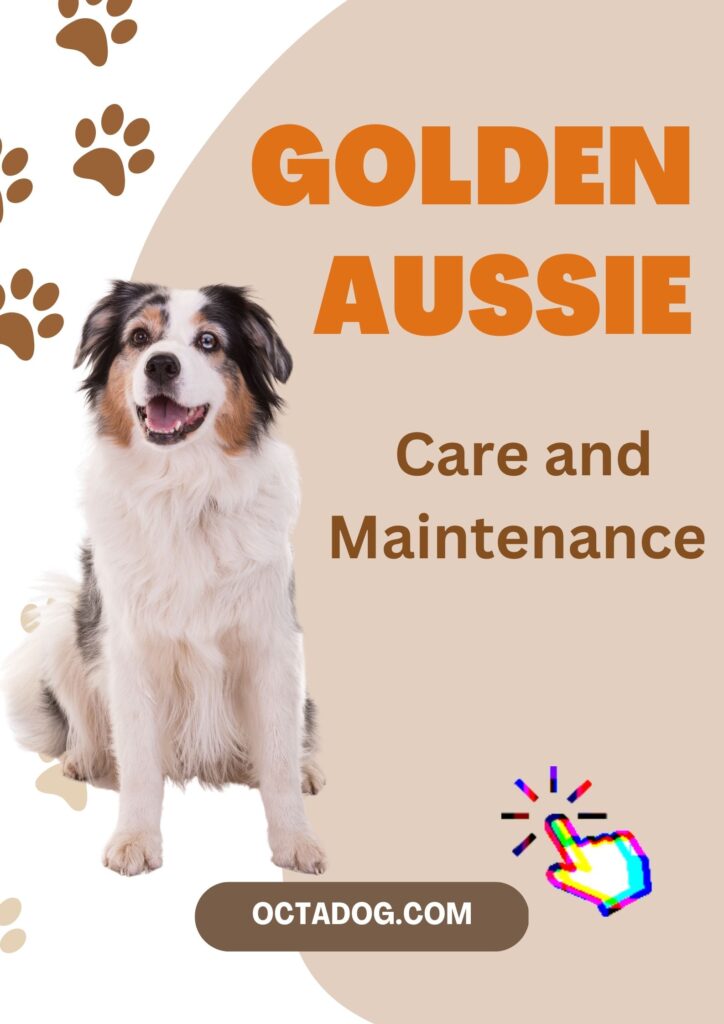 Golden Retriever Australian Shepherd Mix / Canva