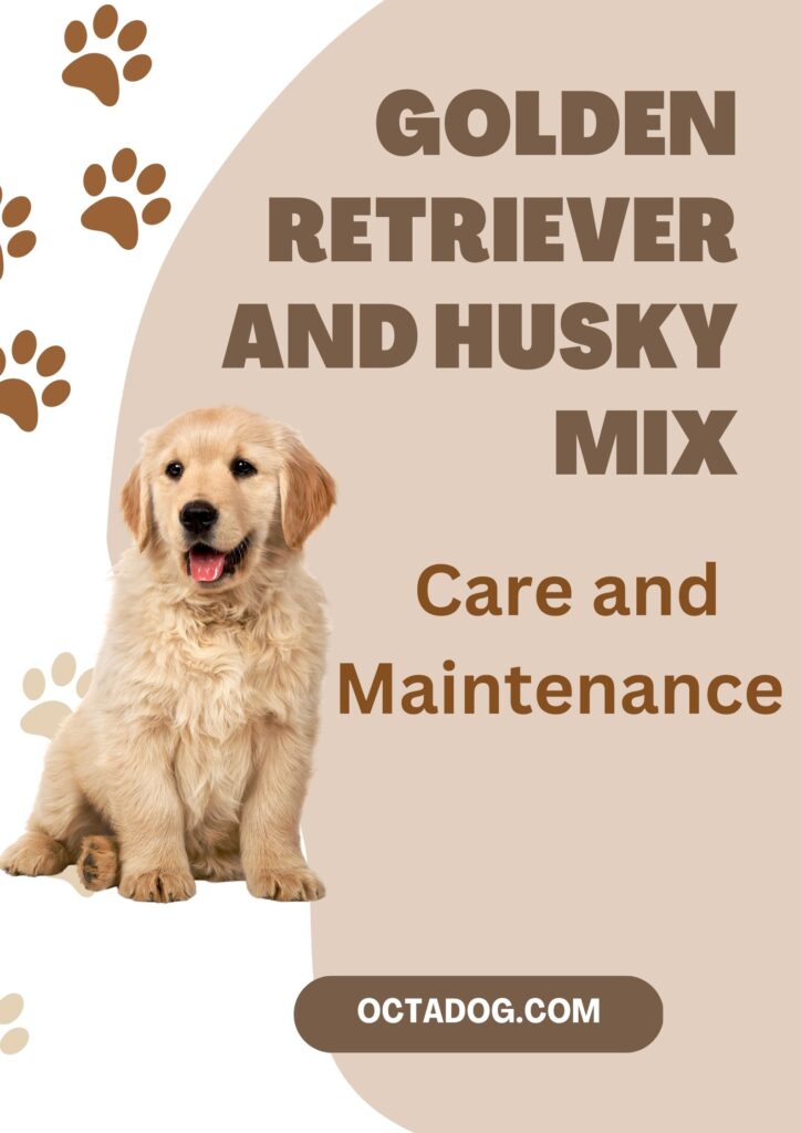 Golden Retriever And Husky Mix / Canva
