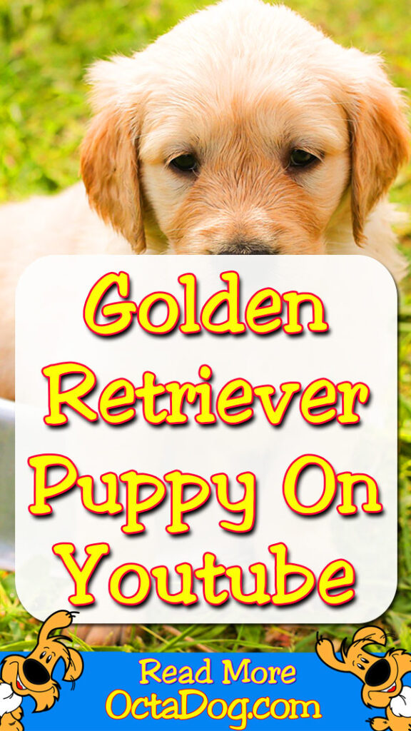 Cachorro de Golden Retriever en Youtube