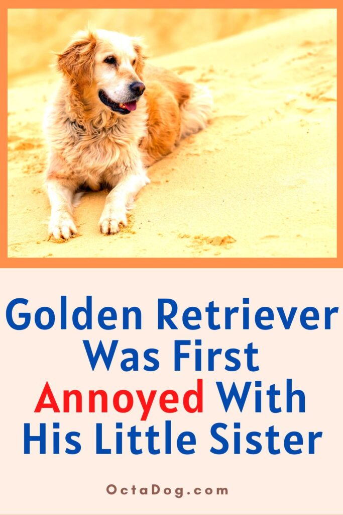 Golden Retriever Was First Annoyed With His Little Sister / Canva