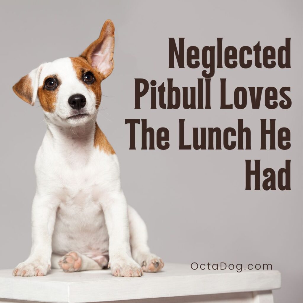 Neglected Pitbull Loves The Lunch He Had