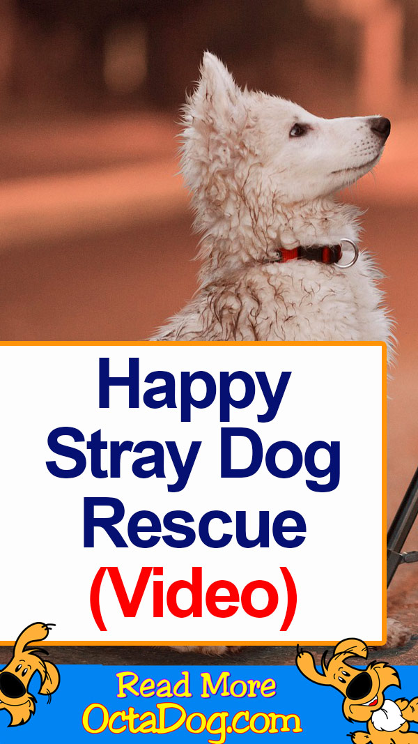 Vídeo de rescate de perros callejeros felices