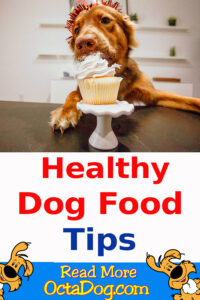 Healthy Dog Food Tips