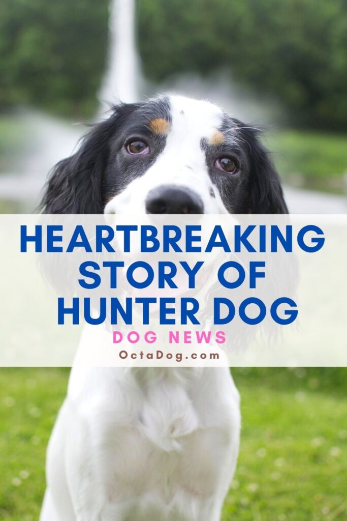 Desgarradora historia de un perro cazador