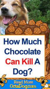 How Much Chocolate Can Kill A Dog?