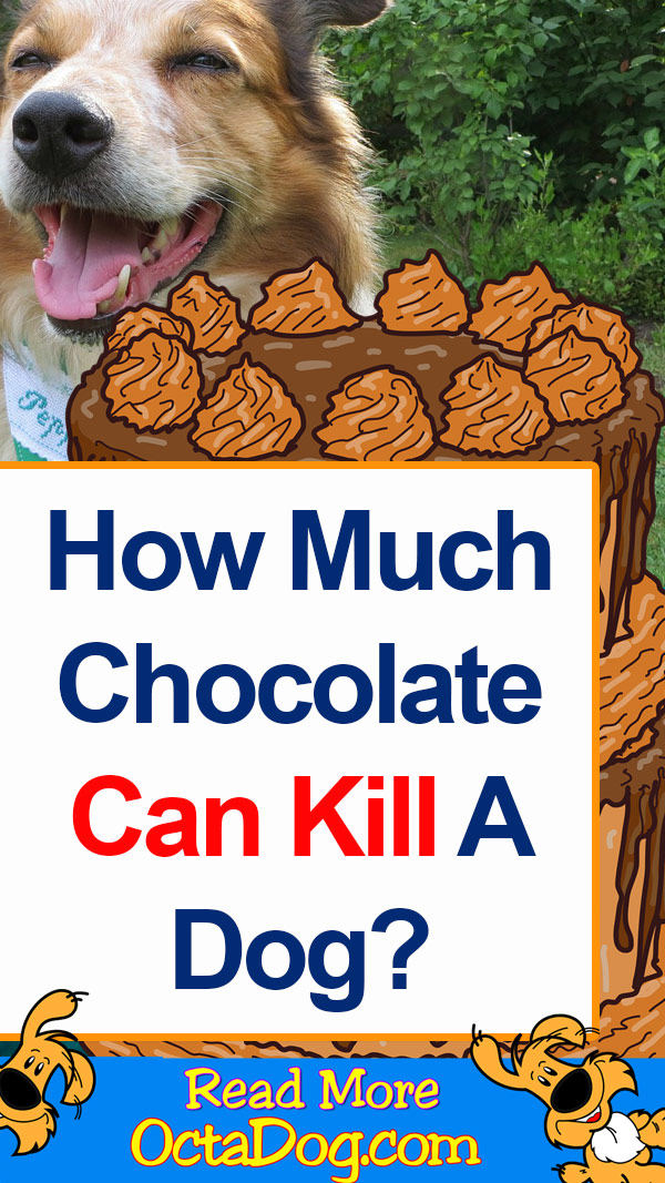 ¿Cuánto chocolate puede matar a un perro?