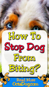 How To Stop Dog From Biting